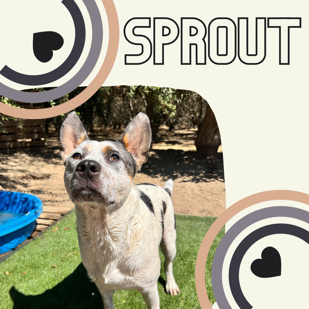 Meet Sprout